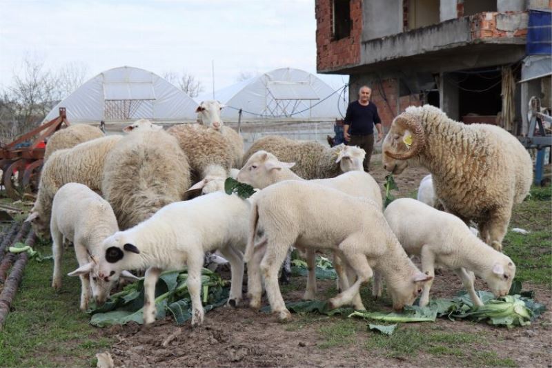 İzmit